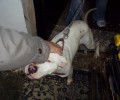 Λατζόι Ηλείας: Παράτησε χωρίς τροφή τον σκύλο του αφού τον έδεσε στην λεκάνη του σπιτιού του
